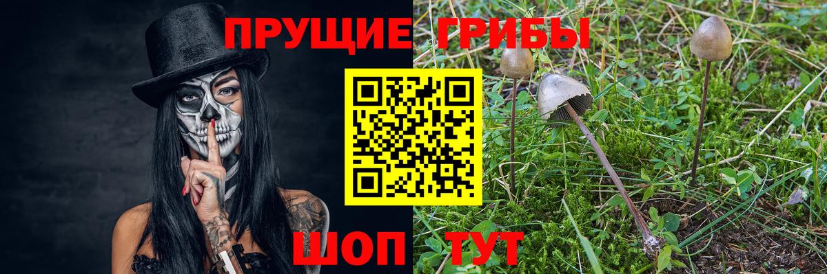 Керчь  как найти   Вход с VPN  Псилоцибиновые грибы GOLDEN TEACHER  Псилоцибиновые грибы GOLDEN TEACHER 